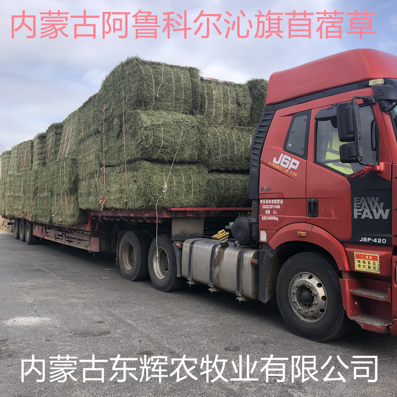 苜蓿草